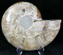 Agatized Ammonite Fossil (Half) #22272-1